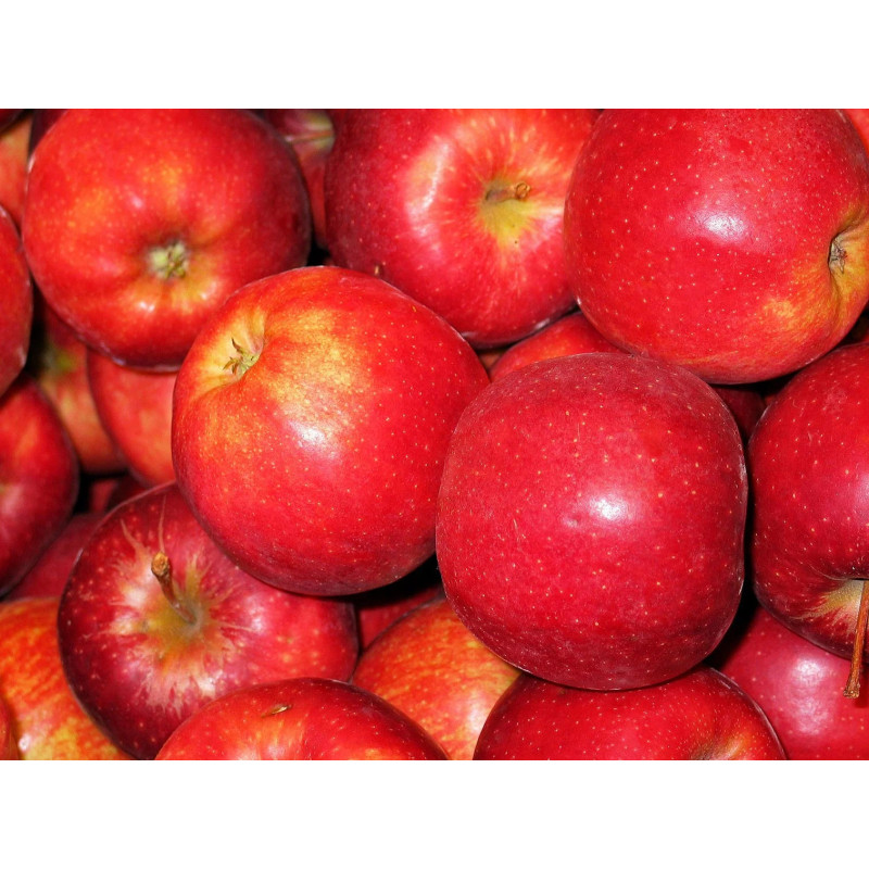 Pomme royal Gala