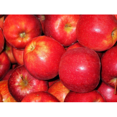 Pomme royal Gala