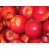 Pomme royal Gala