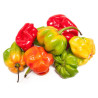Piment Fort