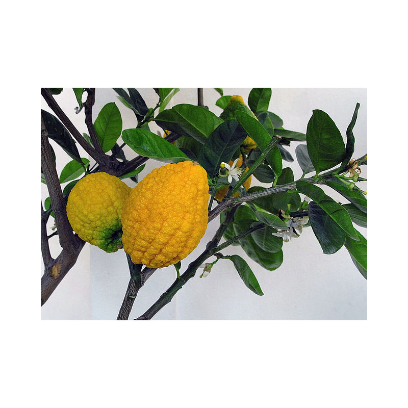 MANDARINE CEDRA KG