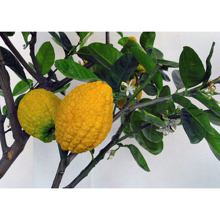 MANDARINE CEDRA KG