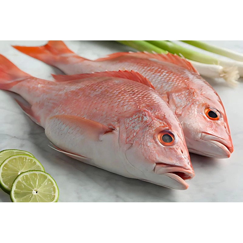 Vivaneau 3/4 1LB ST 1,5K Guyane